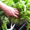 Urbin Grower Urban Grower Grow Your Own Self Watering Plant Trough